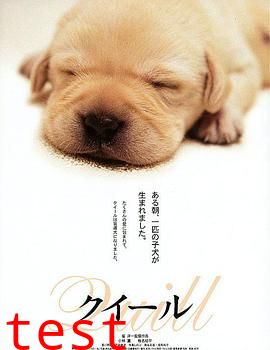 导盲犬小Q【影视解说】