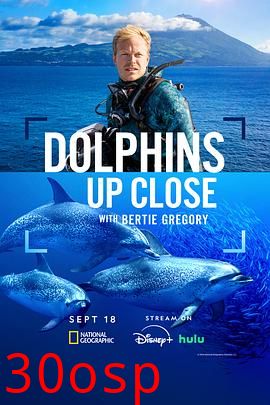 摄影师贝尔蒂与海豚零距离